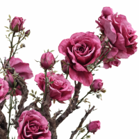 Rozenstruik Art Tree Beauty #1 (exclusief vaas)